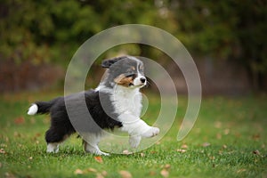 Puppy australian shepherd plays. Pet plays . dog in the yard on the grass