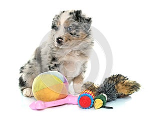 Puppy australian shepherd and toys