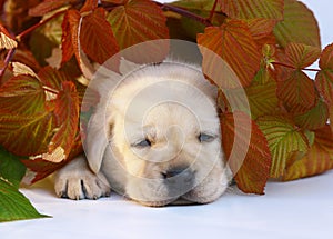Puppy in autumn leaves.