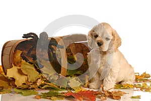 Puppy in autumn setting