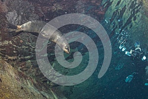 Puppy baby sea lion underwater looking at you