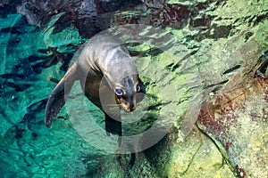 Puppy baby sea lion underwater looking at you