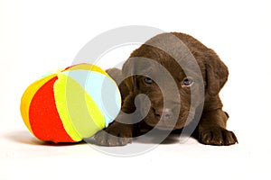 Puppy with a ball