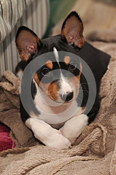 Puppy Basenji hunting dog