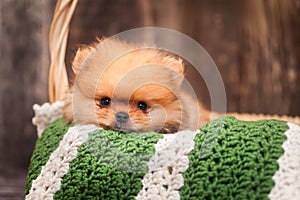 Puppy in a basket