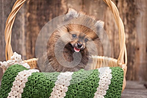 Puppy in a basket