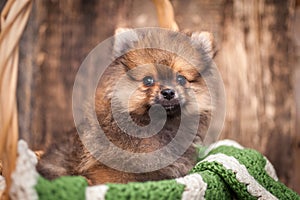 Puppy in a basket