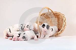 Puppy basket