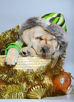 Puppy in a basket with Christmas ornaments.