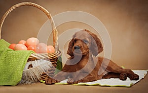 Puppy and basket with easter eggs