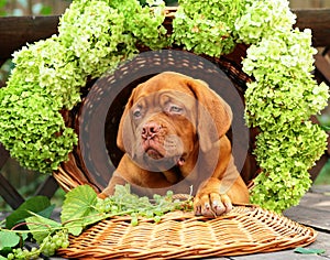 Puppy in a basket with grapes.