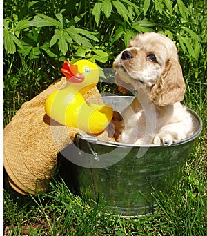 Puppy bath time