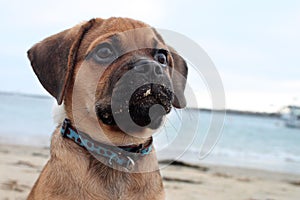 Puppy at beach