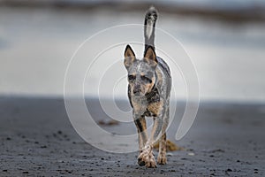 Puppy on the beach