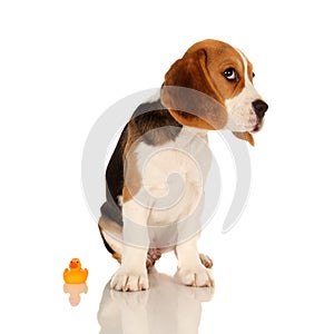 Puppy Beagle