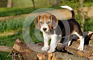 Puppy of beagle