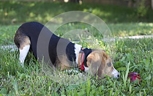 Puppy beagle dog playing with ball outside