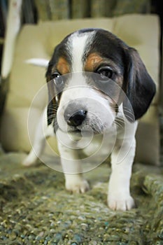 Puppy beagle doing a photoshoot