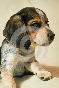 Puppy beagle doing a photoshoot