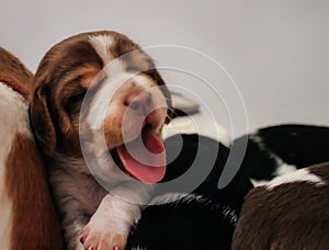 Puppy beagle yawning photo