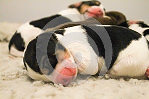 Puppy beagle sleeping besides his siblings photo