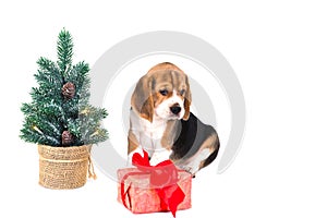 Puppy beagle near Christmas tree with pink box