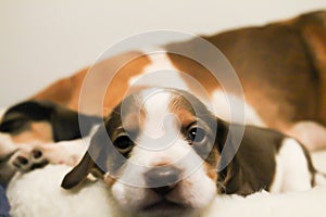 Puppy beagle rest near his siblings photo