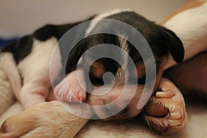 Puppy beagle sleeping besides it`s mom photo