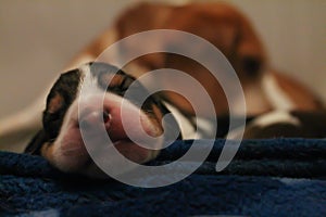 Puppy beagle sleeping tight photo