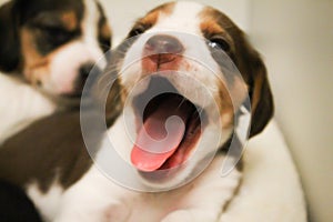 Puppy beagle yawning photo
