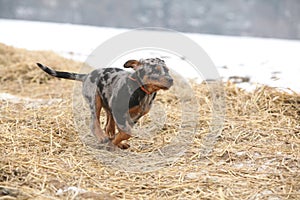 Puppy of Beauce shepherd dog