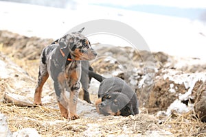 Puppy of Beauce shepherd dog