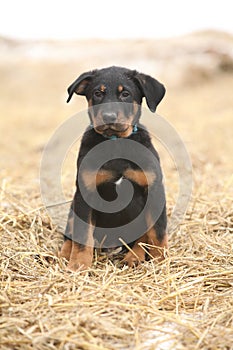 Puppy of Beauce shepherd dog