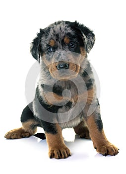 Puppy beauceron in studio