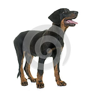 Puppy beauceron in studio