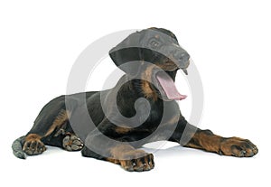 Puppy beauceron in studio