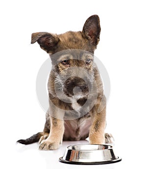 Puppy begging for food. isolated on white background