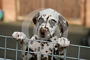 Puppy behind a fence