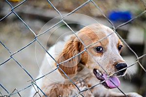 Puppy behind a fence.