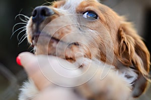 Puppy behind a fence.