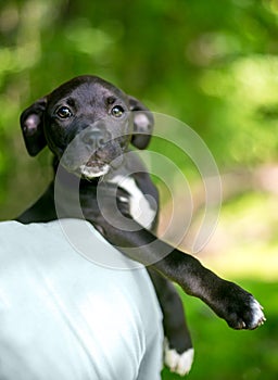 A puppy being held over a person\'s shoulder