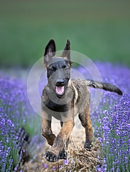 puppy belgian shepherd in nature