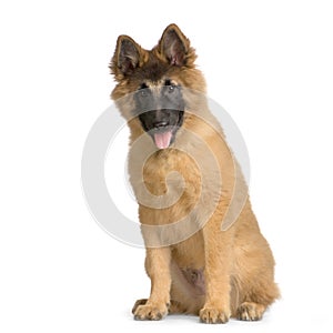 Puppy Belgian Tervuren