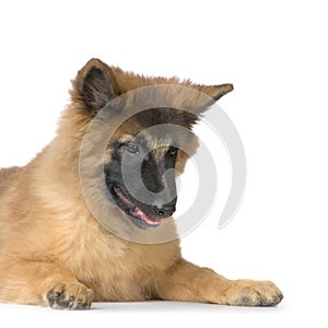 Puppy Belgian Tervuren