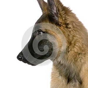 Puppy Belgian Tervuren