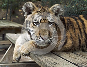 Puppy Bengal tiger, wild animal