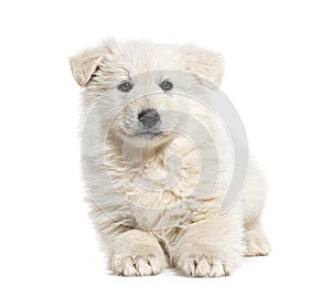 Puppy Berger Blanc Suisse, isolated