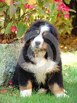 Puppy of the Bernese Bouvier