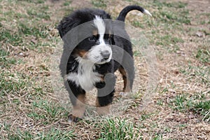 Puppy Bernese Mountain Dog