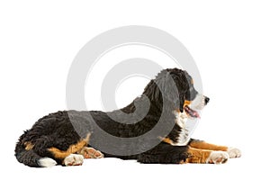 Puppy bernese mountain dog